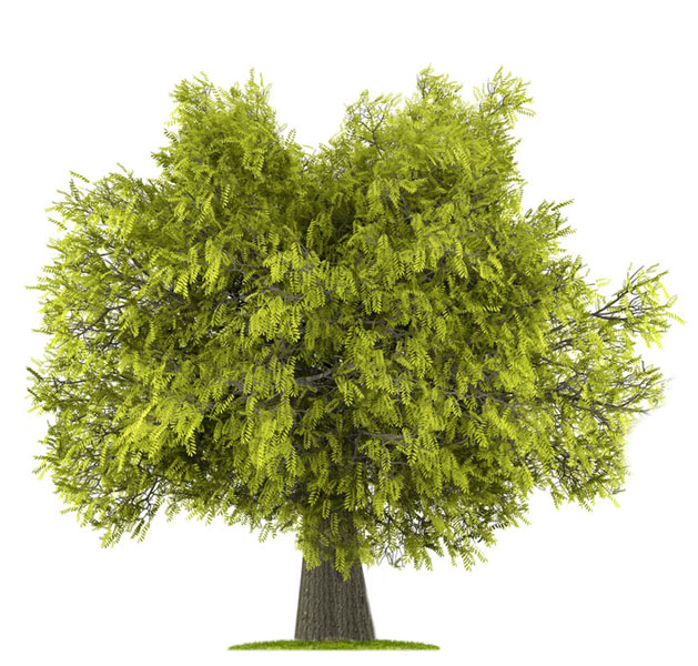 نهال لیلکی ایرانی